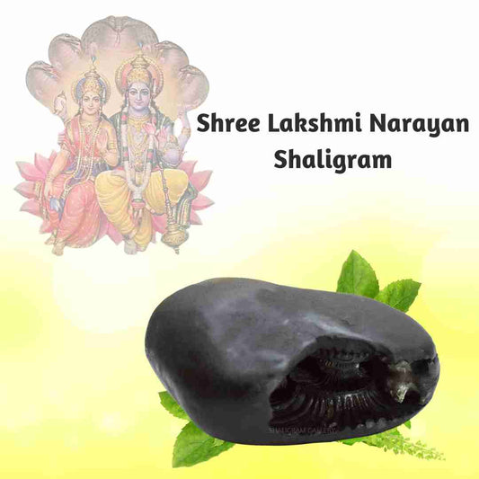 Shree Lakshmi Narayana Shaligram