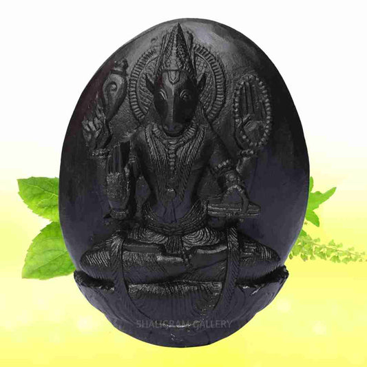 Sarvottam Lord Varaha Shaligram Idol (Third Incarnation of Lord Vishnu) - II SGI19