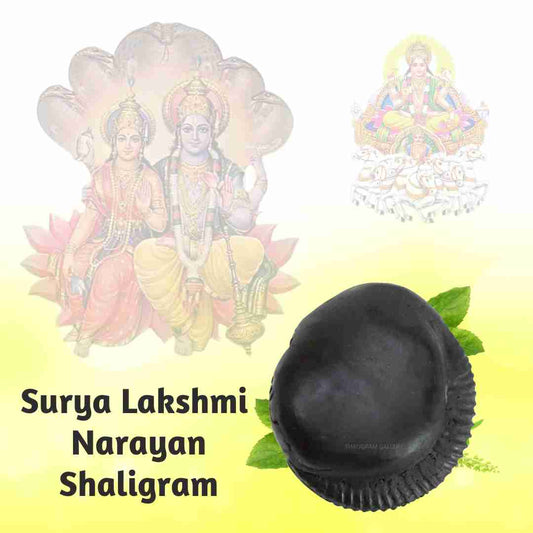 Shree Surya Lakshmi Narayan Shaligram