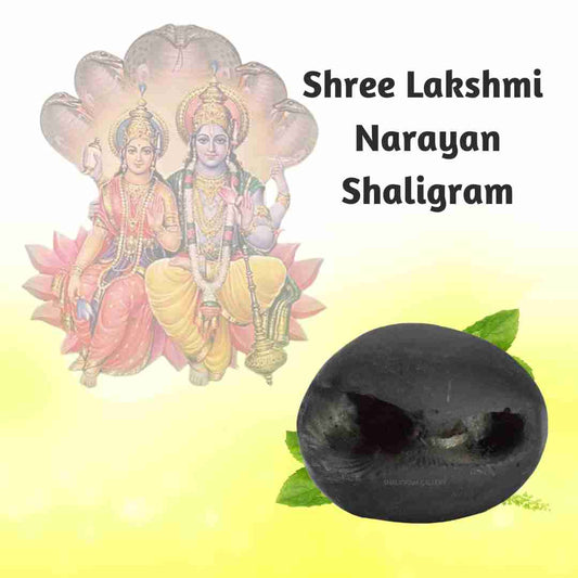 Shree Lakshmi Narayan Shaligram