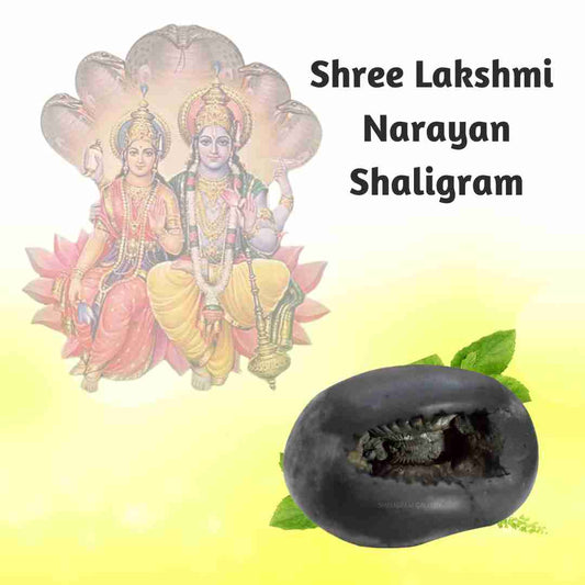Shree Lakshmi Narayan Shaligram